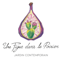 Une figue dans le Poirier